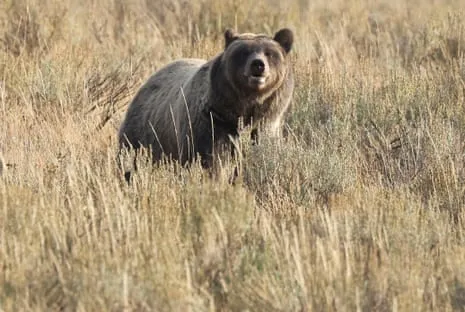 Backpacker Injured by Grizzly in Wilderness Area Air Lifted to Medical Facility
