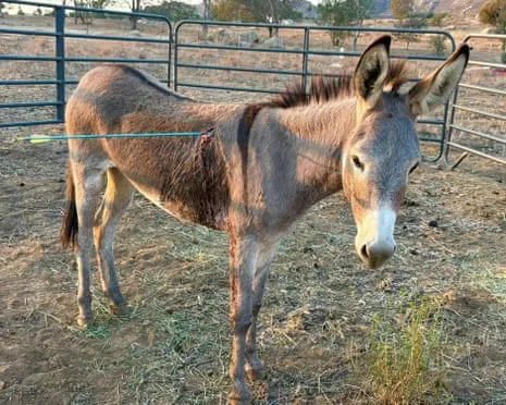 Wild Ass On the Mend After Latest Bow Assault on Wild Burros in California
