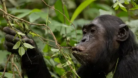 Apes Drinking the Equivalent of One Lager Per Day from Ripe Produce, Study Shows